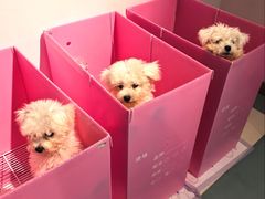 -翊宠yipet猫狗购宠庄园犬舍•猫舍