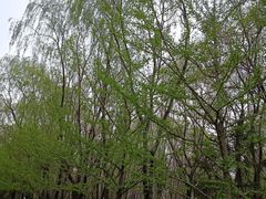 -长白岛森林公园