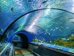 -上海海洋水族馆