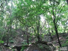 -大岭沟猕猴桃谷风景区