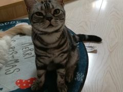 -猫和宫(六道口店)