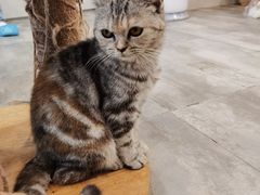 -楼上猫咖(罗湖店)