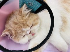 -艾贝尔宠物诊疗