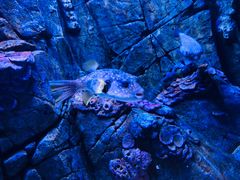 -成都浩海立方海洋公园