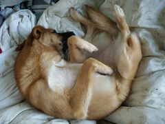 -Pets First伊珊娜洗护·精致美容·家庭式寄养(新会路店)