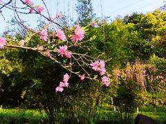 -重庆彩云湖湿地公园