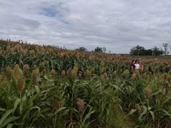 -三圣花乡旅游区