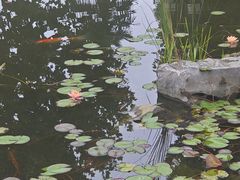 -金银湖国家城市湿地公园