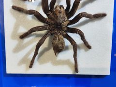 -上海昆虫博物馆