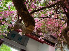 -深圳国际园林花卉博览园