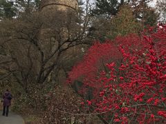 -长木花园