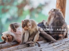 -西霞口神雕山野生动物世界
