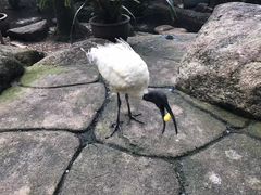 -东芭乐园