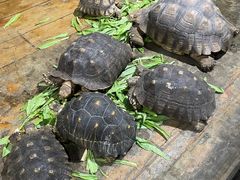 -石家庄市动物园