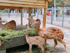 -长白岛森林公园