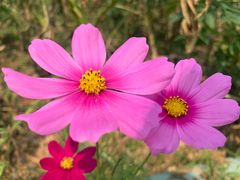 -松山湖梦幻百花洲