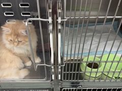 -瑞派·关忠动物医院·猫专科·犬专科(三环新城店)