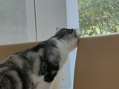 -瑞派康怡24h宠物医院·犬猫医疗中心·微创绝育(瑞景分院)