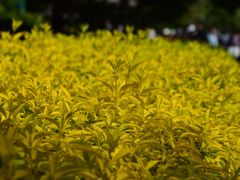 -国家植物园