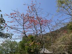 -羚羊峡古栈道森林公园