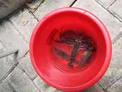 -小象钓虾·营地烧烤(洛溪店)