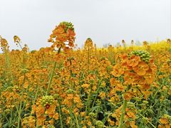 -中国天府农业博览园