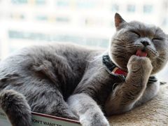 -猫在这儿猫咪咖啡馆·撸猫馆