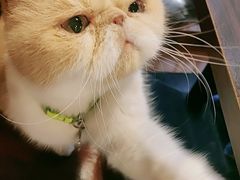 -喵园·猫主题咖啡厅·撸猫·猫咖(国贸店)