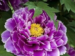 -口岸雕花楼