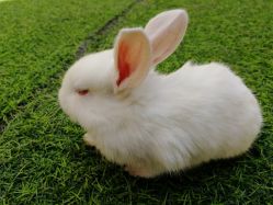 -萌宠亲子动物乐园(槐房万达店)