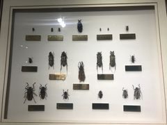-上海昆虫博物馆
