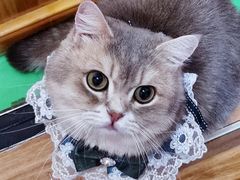 -MOCHA明星猫咖(田子坊店)