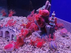 -蓬莱欧乐堡海洋极地世界