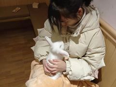 -猫猫幼稚园·撸猫·桌游·电玩