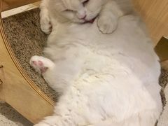 -飞行喵MR PILOT|猫舍·猫咖(静安大融城店)