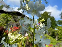 -新加坡飞禽公园