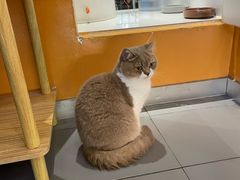 -瑞派康怡24h宠物医院·犬猫医疗中心·微创绝育(瑞景分院)