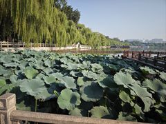 -济南大明湖景区