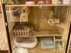 -猫的茶·猫咖