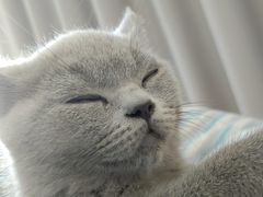 -袖虎·猫馆(体育西路店)
