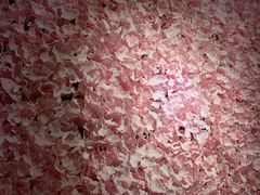 -百好乐宠物友好餐厅(朝外大街店)