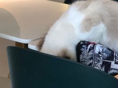 -飞行喵MR PILOT|猫舍·猫咖(静安大融城店)