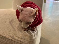 -藏猫猫咖啡主题馆(中央大道店)