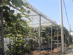 -马陆小张葡萄园农家乐