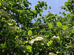 -昆山城市生态森林公园