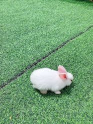 -萌宠亲子动物乐园(槐房万达店)