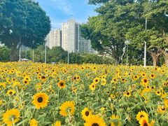 -海心沙亚运公园