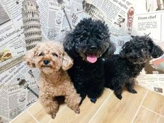 -宠物之家Pets Home 宠物寄养酒店