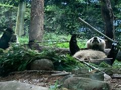 -都江堰中华大熊猫苑