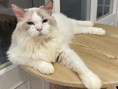 -楼上猫咖(罗湖店)